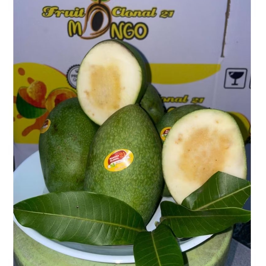 

Mangga Manalagi madu mengkal 1kg | baru petik fresh pesan langsung kirim