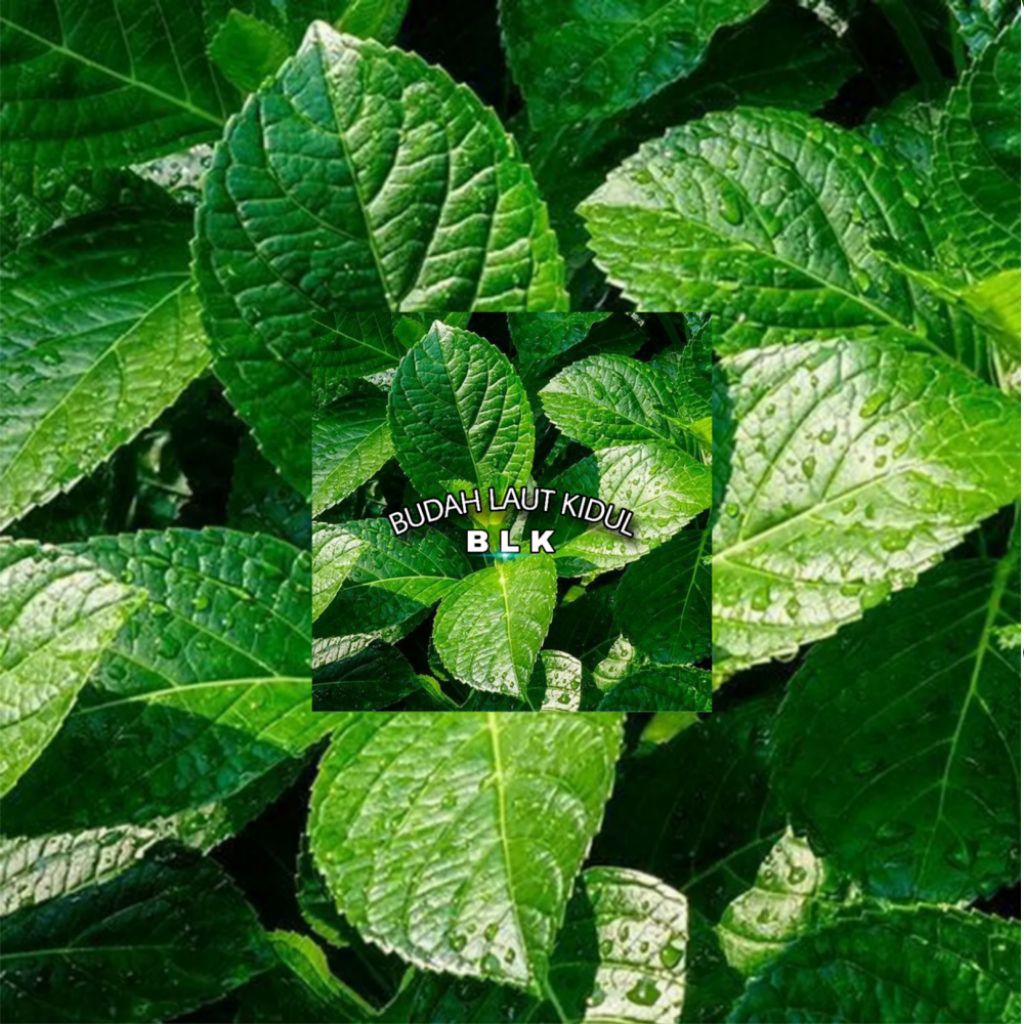 

Daun pecah beling | daun pecah beling/ keji beling | 1 pcs = 100 lembar
