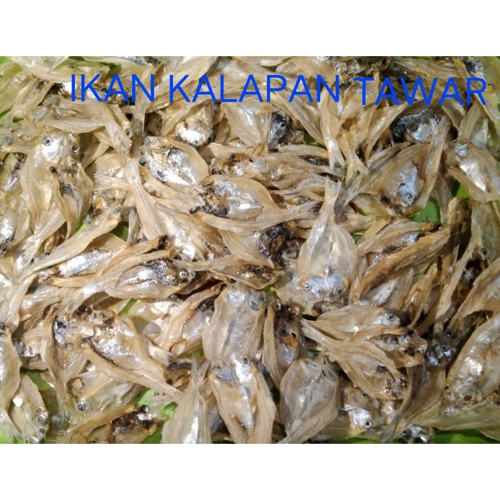 

IKAN KALAPAN 200 Gram