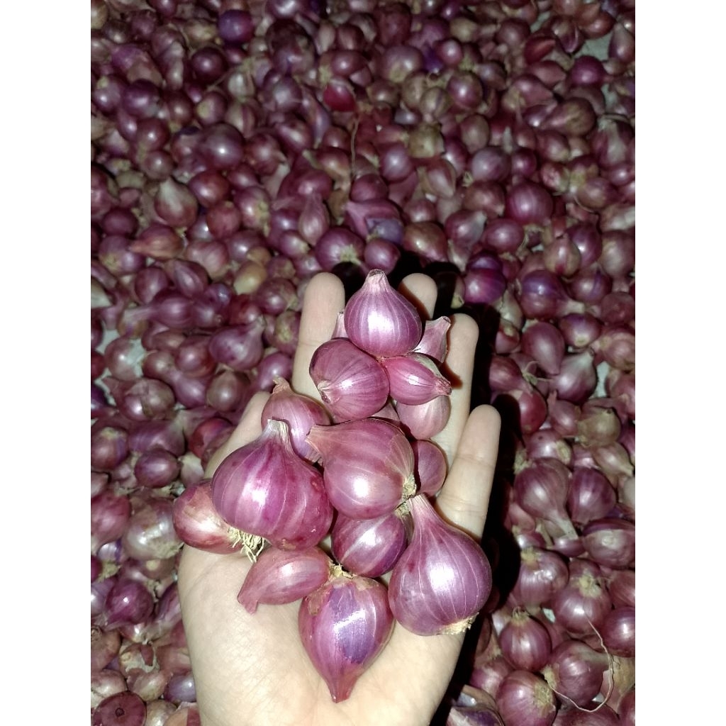 

Bawang merah 1000gr besar tanggung