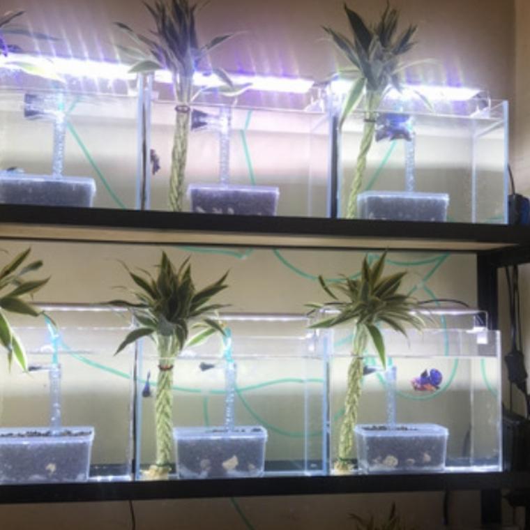 UNDERGRAVEL FILTER PORTABLE Air Aquarium selalu bening Murah