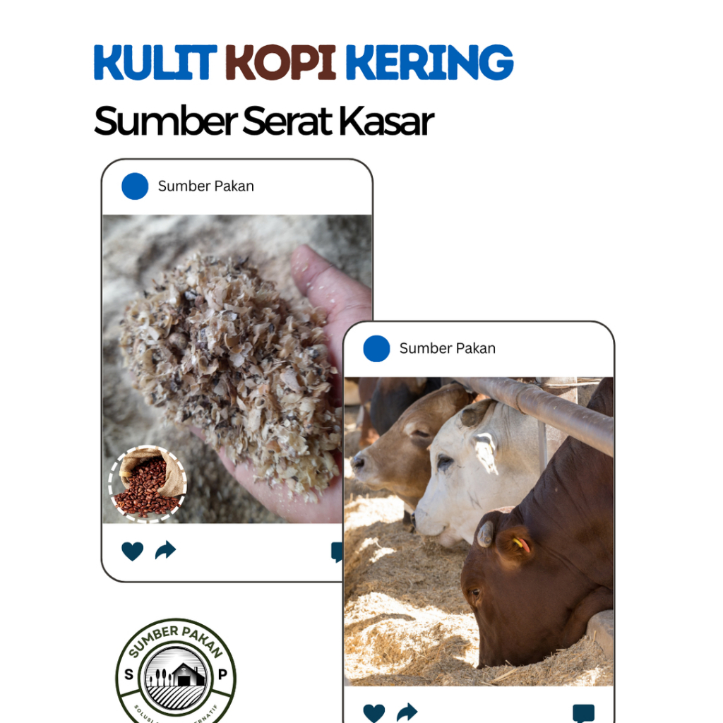 Kulit Kopi Kering Sumber Serat Pakan Ternak Sapi Kambing Domba Hewan Ruminisia