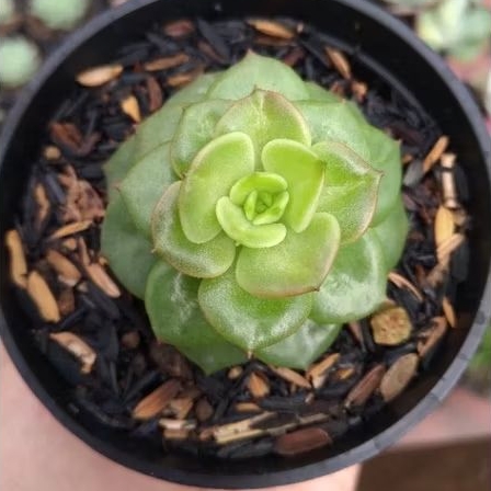 Sukulen Murah Grapto