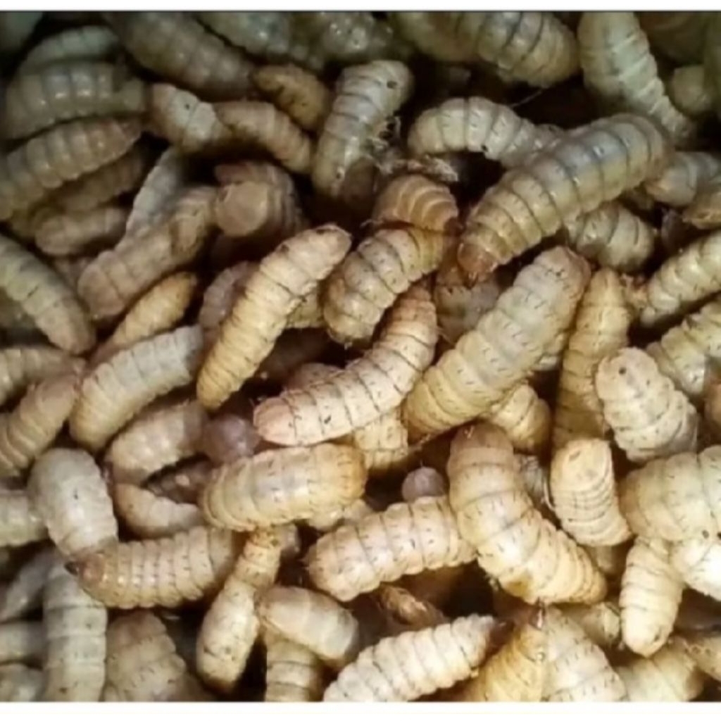 Syafatummy Maggot Hidup Bsf Fresh Isi 1 Kg