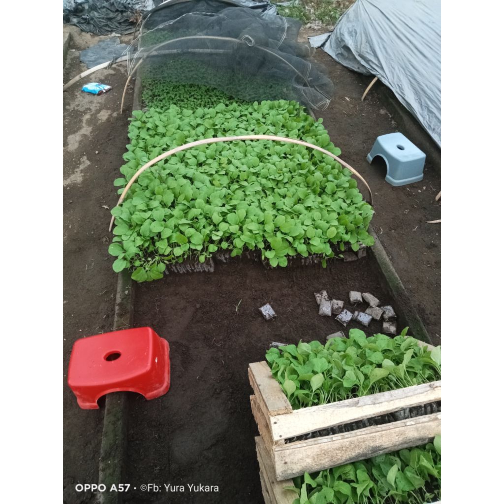 bibit terong hijau hitavi f1