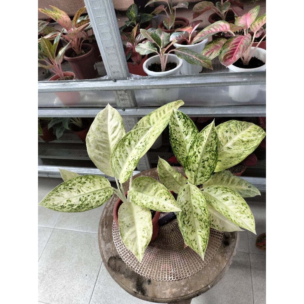 AGLONEMA BIG ROY WHITE JUMBO