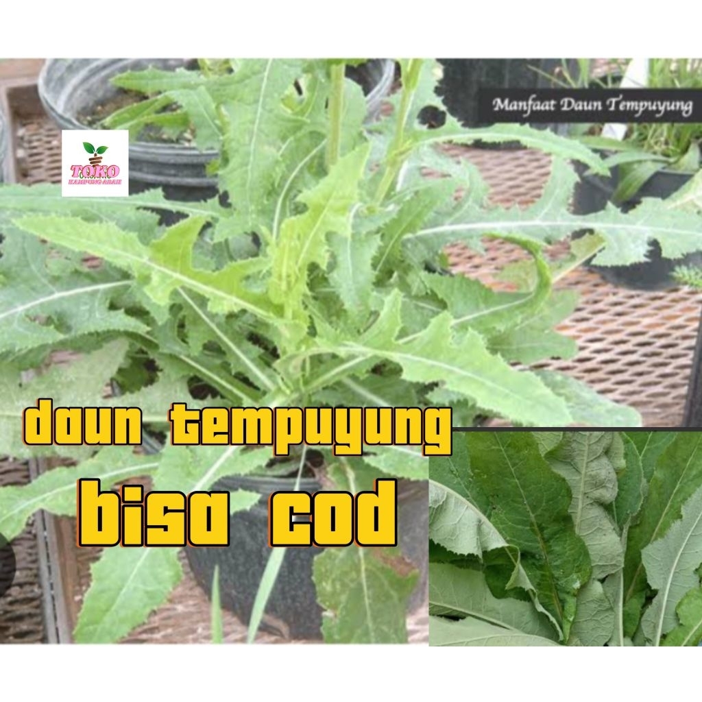 

daun tempuyung segar fresh