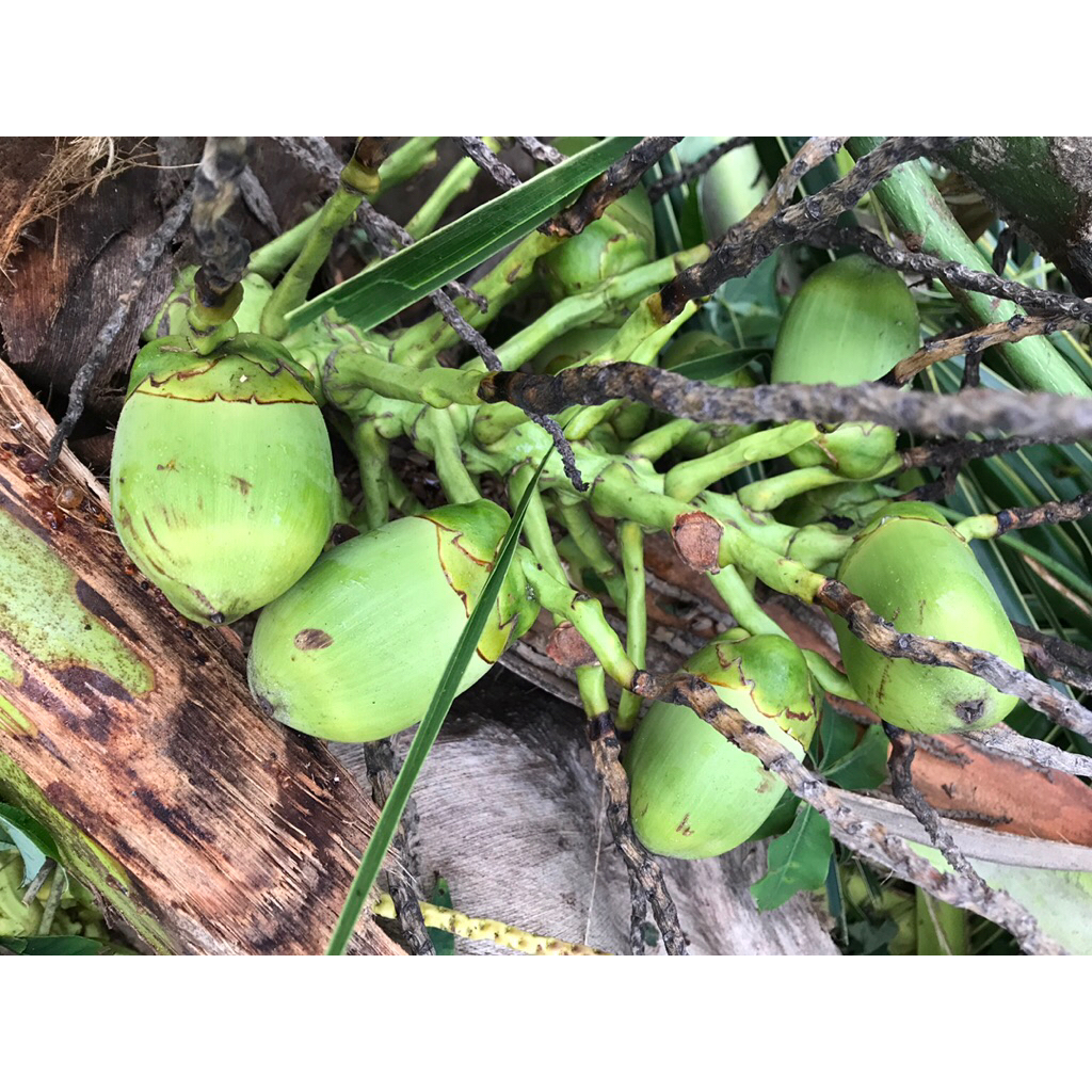 

beluluk kelapa muda dijamin masih segar