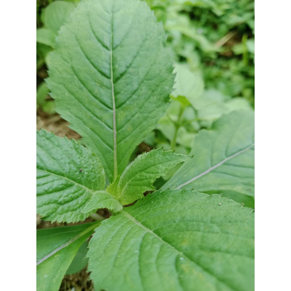 

Daun sintrong segar/500gr