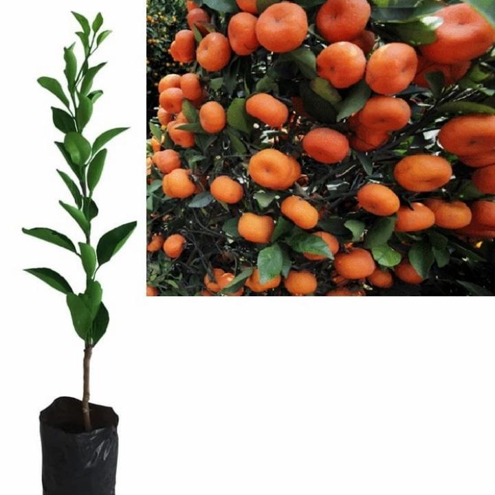 Bibit Santang Madu 1meter Sudah Berbuah