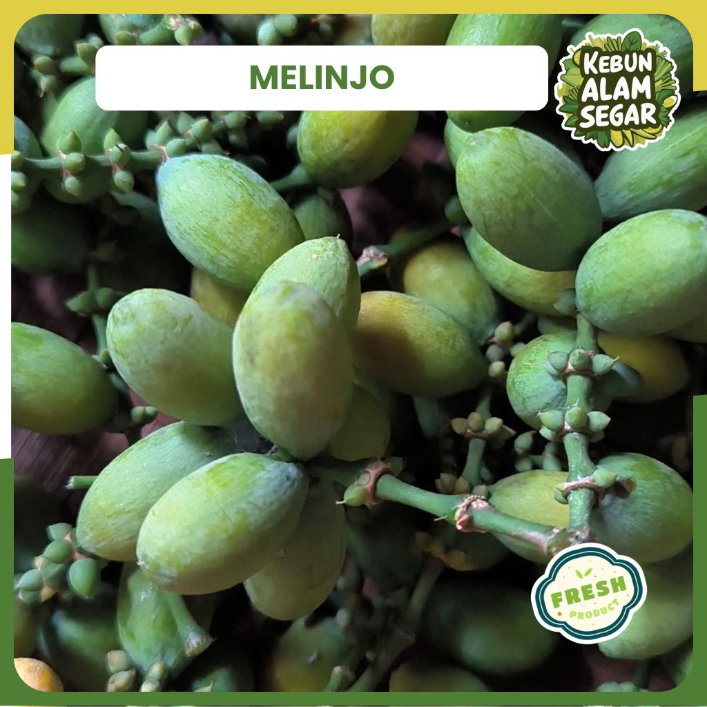 

BUAH MELINJO BELINJO SAYUR MUDA HIJAU MENTAH SEGAR