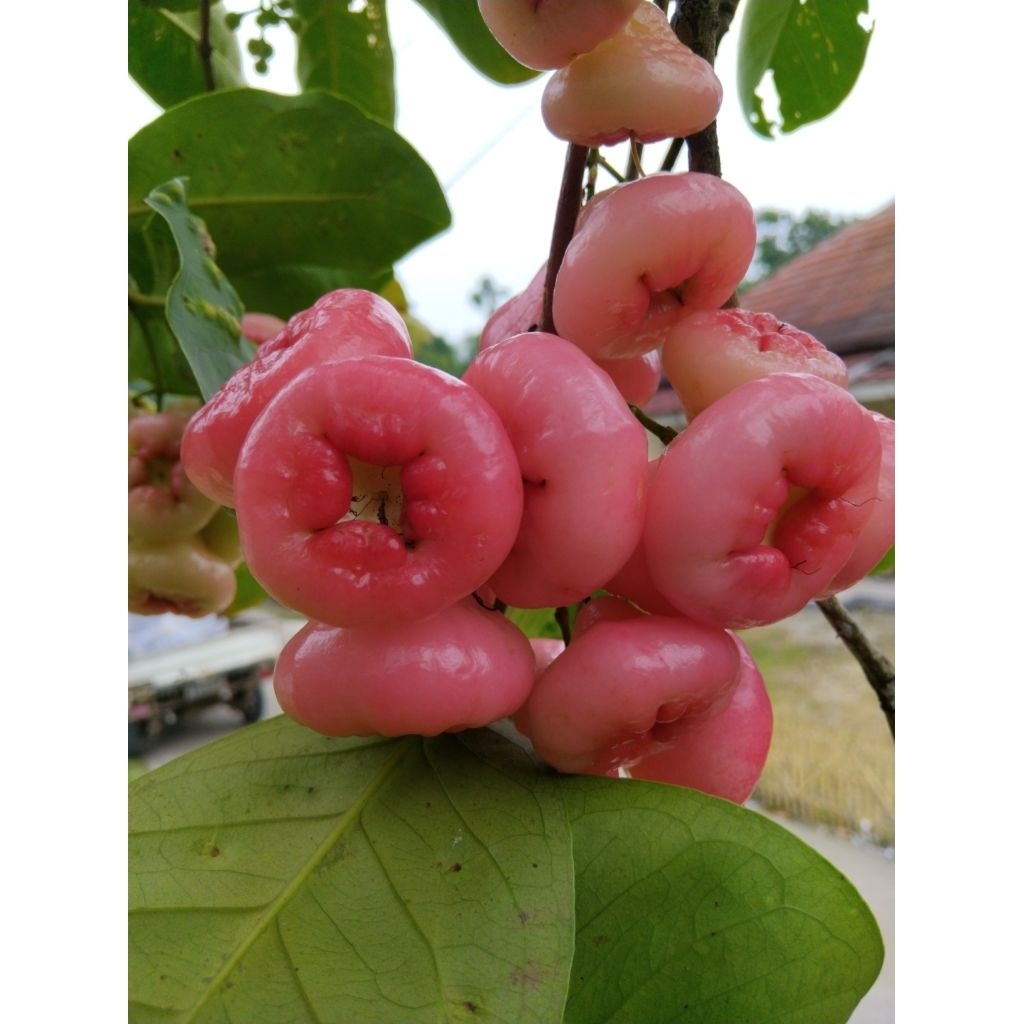 

Buah petis, buah rujak, 1kg jambu petis, jambu air pink petik langsung di pohon