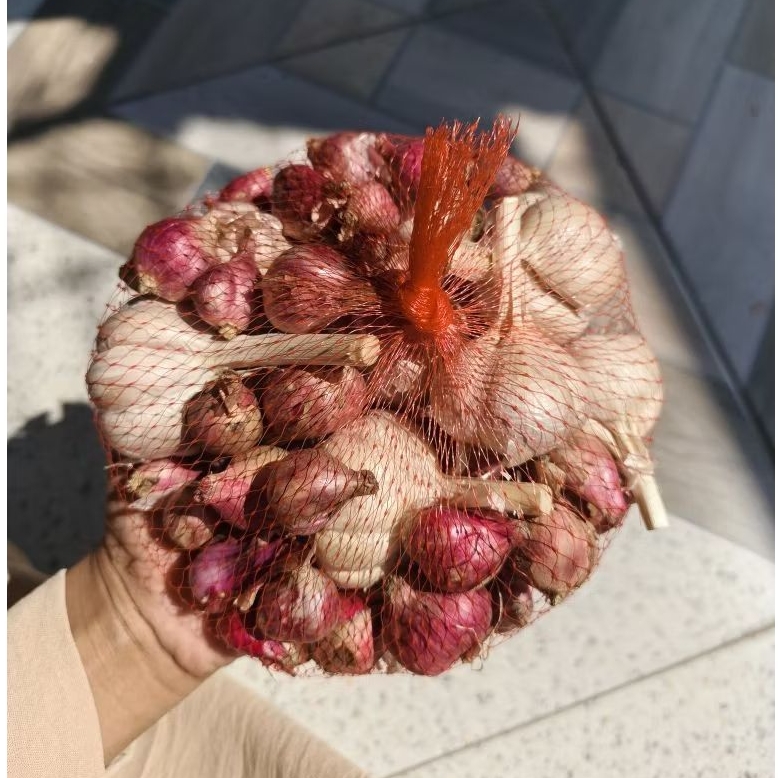 

500GR PAHE BAMER BAPUT KATING MURAH