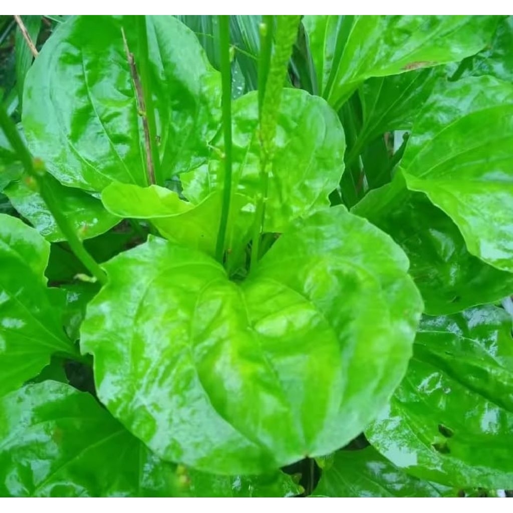 

TANAMAN KI IRAT SEGAR 500 GRM