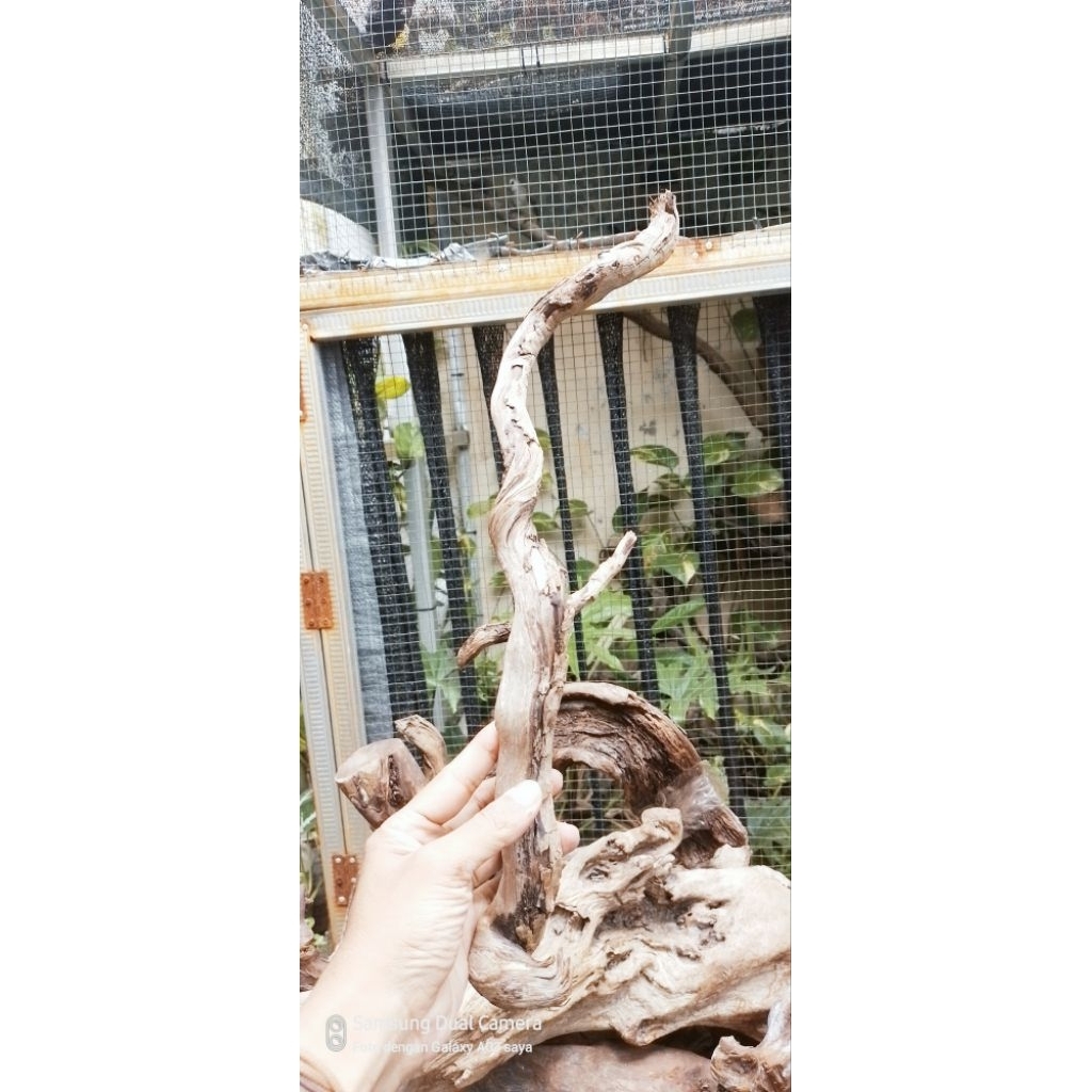 Kayu Santigi Laut Asli Paketan 7 Batang Kayu Tenggelam Kayu Aquascape Kayu Hardscape Hiasan Aquarium