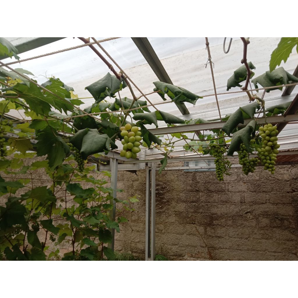 bibit anggur jupiter ownroot