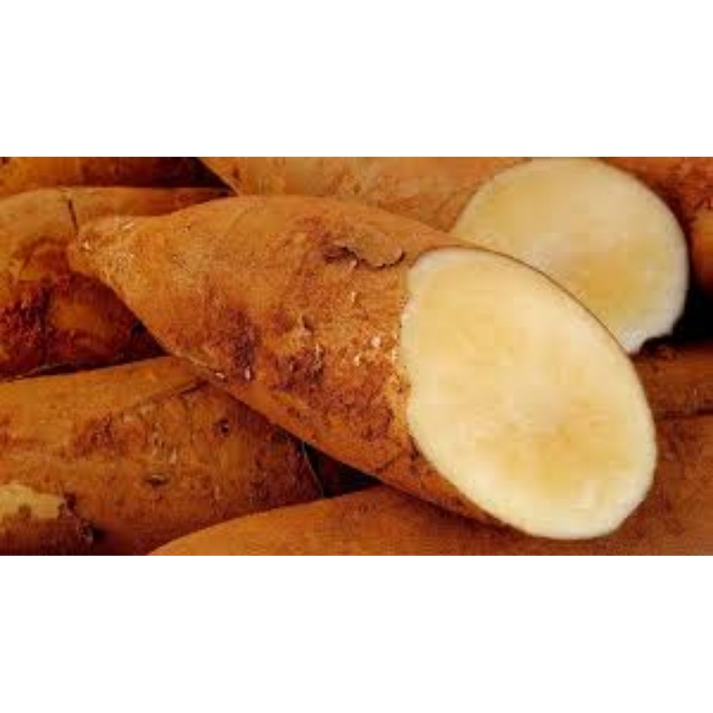 

umbi yakon wonosobo fresh 1kg