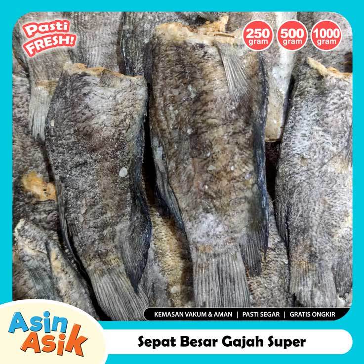 

Ikan Asin Sepat Besar Gajah Jumbo Premium Kualitas Super Segar Fresh