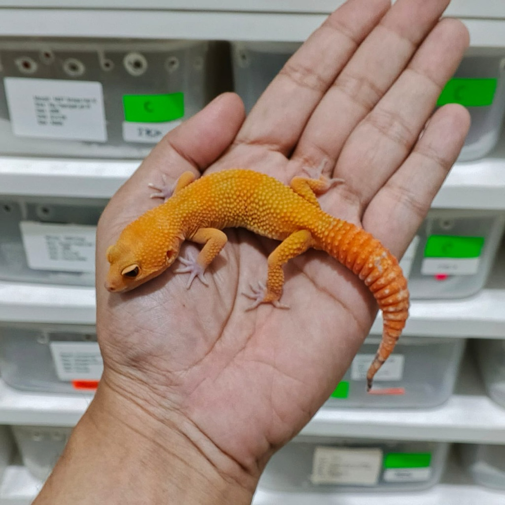 Gecko Sunglow Tomato Cakep