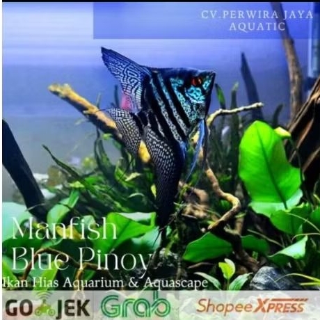 Manfish Blue Pinoy Good Quality Hiasan Aquarium Dan Aquascape