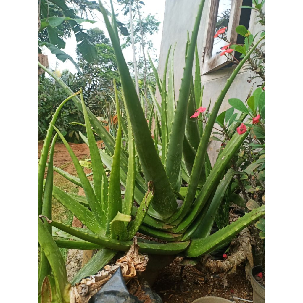 

pelapah lidah buaya segar