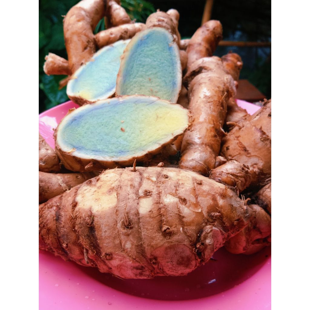 

Temu ireng segar dan super 1 kg bagus untuk kesehatan