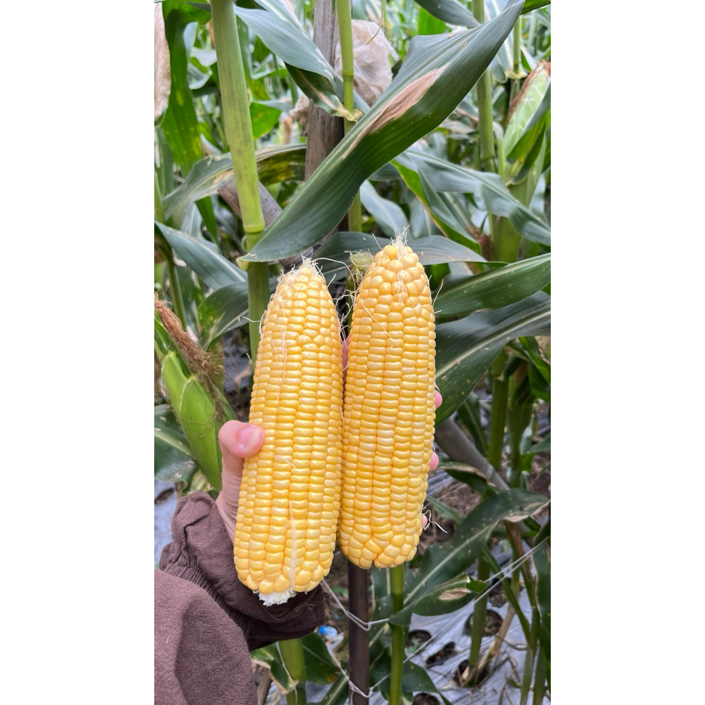 

Jagung Manis