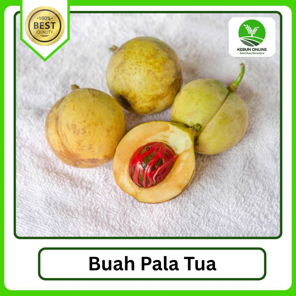 

Buah Pala Tua Segar [1kg] COD Murah