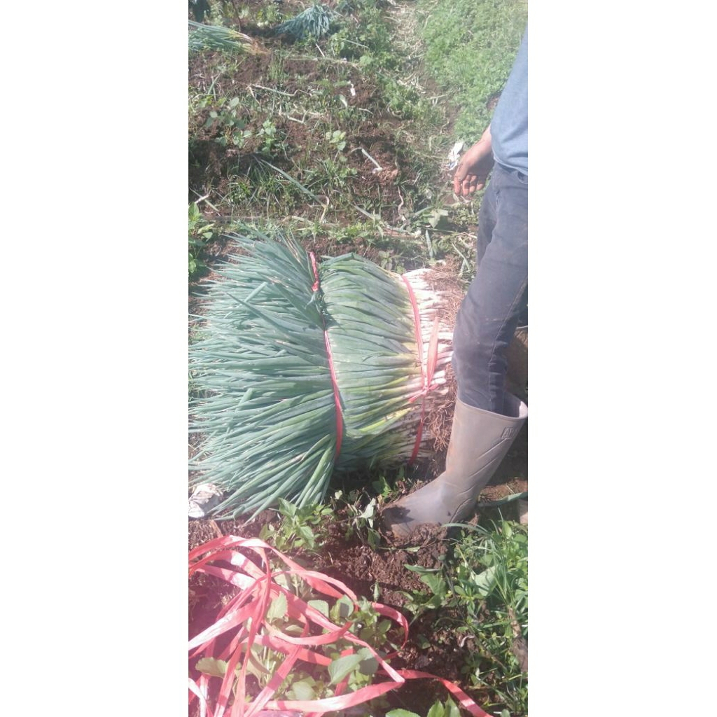 

bawang daun super premium