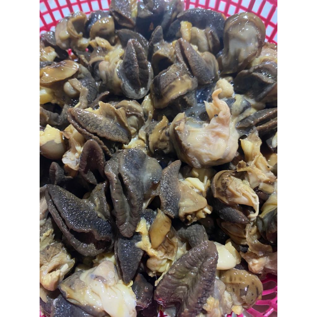 BEKICOT FRESH 1KG BERSIH. SIYAP TINGGAL MASAK