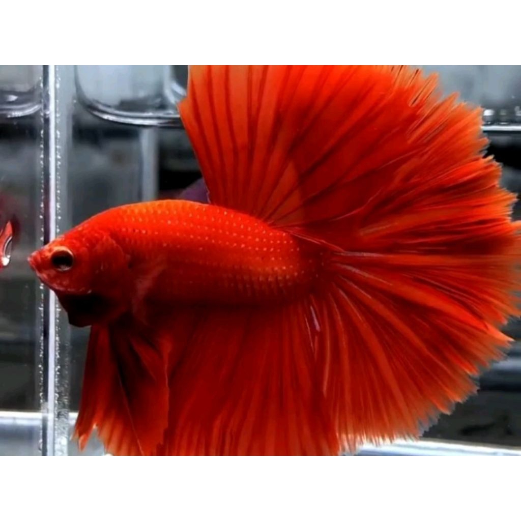 PROMO... CUPANG HALFMOON SR/SUPER RED