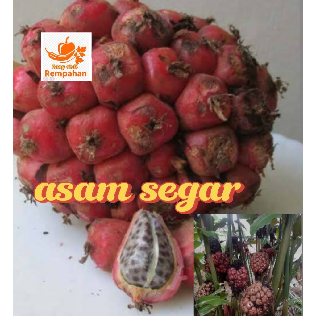 

buah honje asam 1 kg bumbu masak