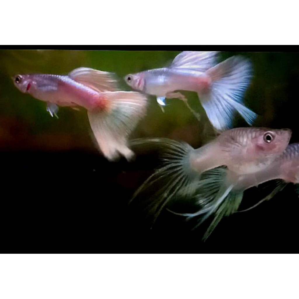 Sticker Guppy metal pingu swallow ribbon