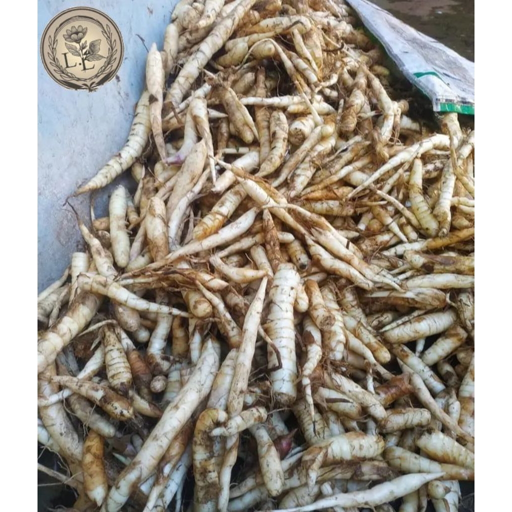 

umbi garut segar freesh 1 kg termurah di shopee