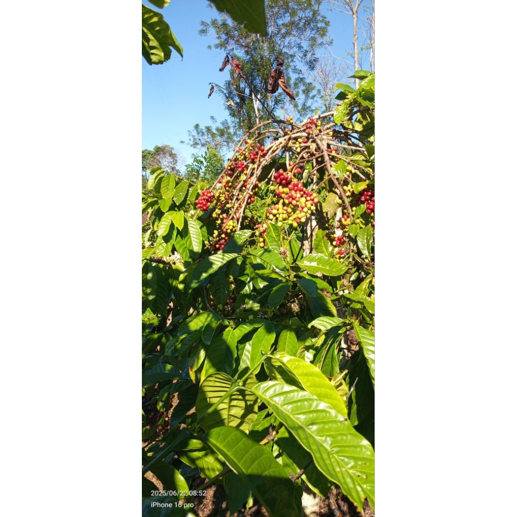 Bibit kopi pager alam ukuran jumbo gede gede kopii lokal stek