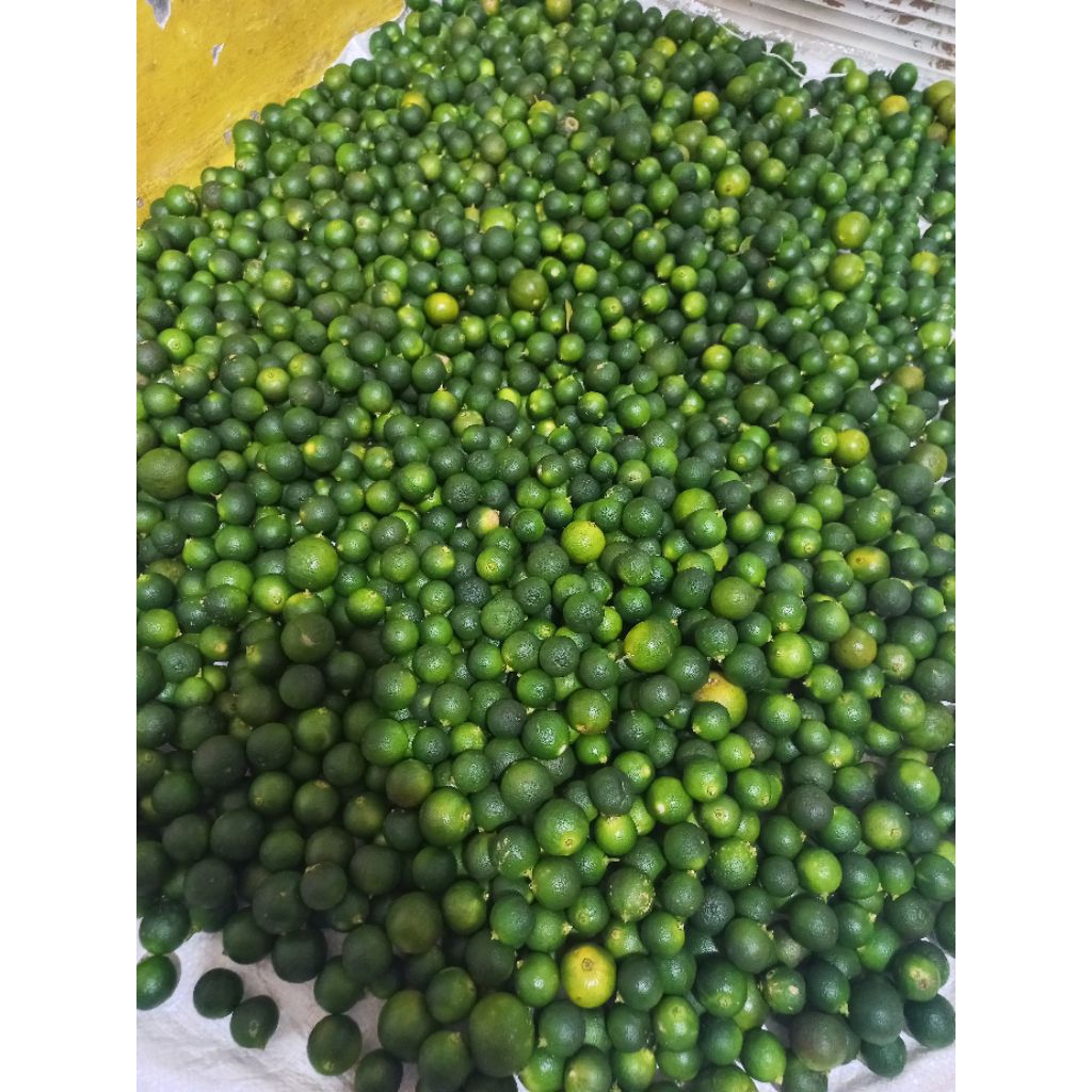 

jeruk songkit 1kg