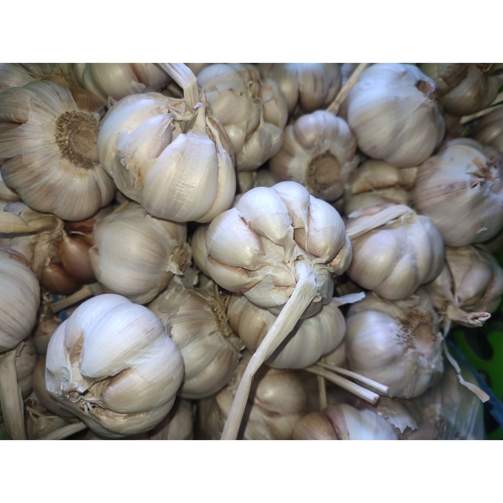 

Bawang Putih Fresh dan Berkualitas