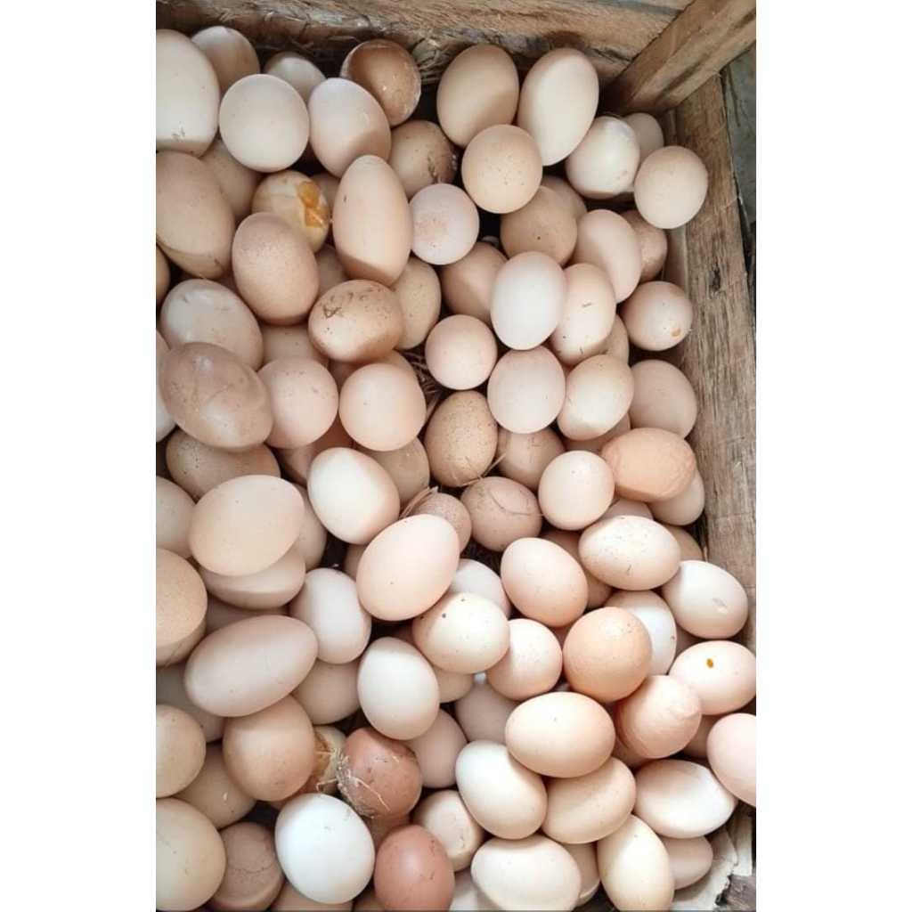 

TERMURAH! TELUR AYAM OMEGA 3 ISI 10 BUTIR INSTANT! / TELUR AYAM INSTANT Hari Ini Tiba /Pakan ORGANIK