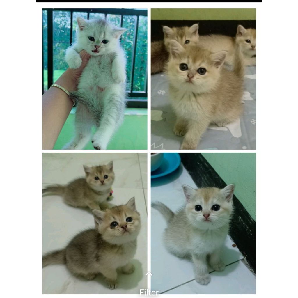 kucing bsh golden vaksin✅