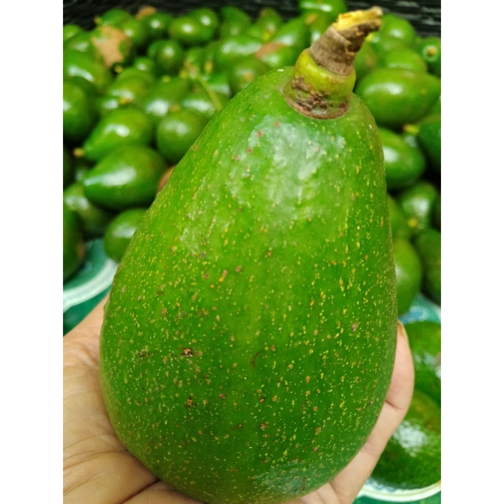 

alpukat mentega 1kg isi 3/4