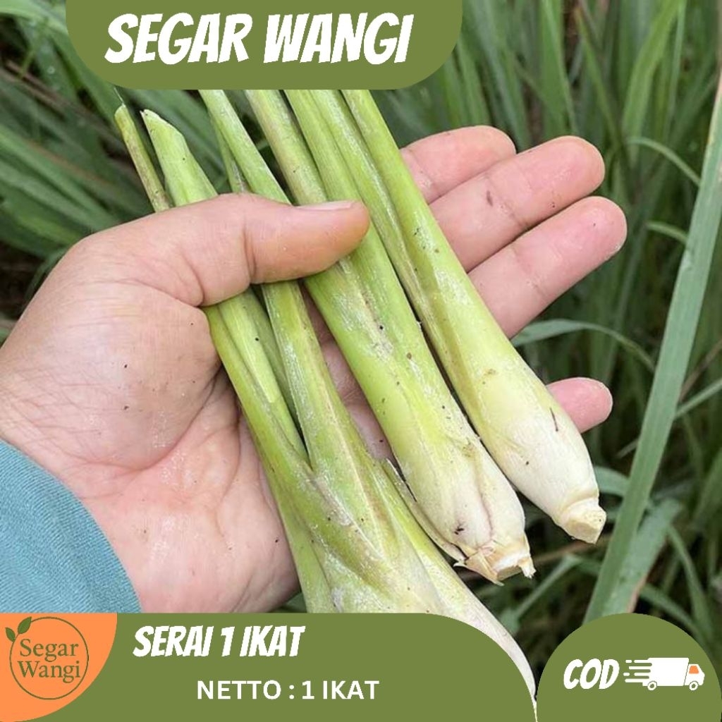 

Serai / Sereh 1 Ikat - Serai Segar Wangi - Sereh rempah alami untuk masakan & minuman