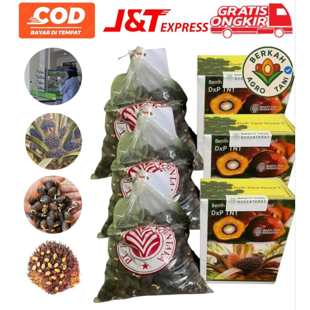 Bibit benih kecambah sawit DxP TN 1 ( PREMIUM ) berkualitas dan bersertifikat isi 250 butir