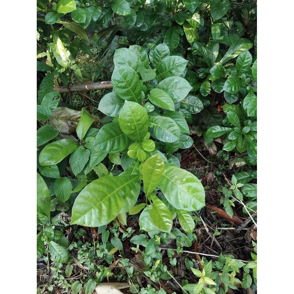 

Daun maja | daun berenuk 20lembar petik langsung di pohon