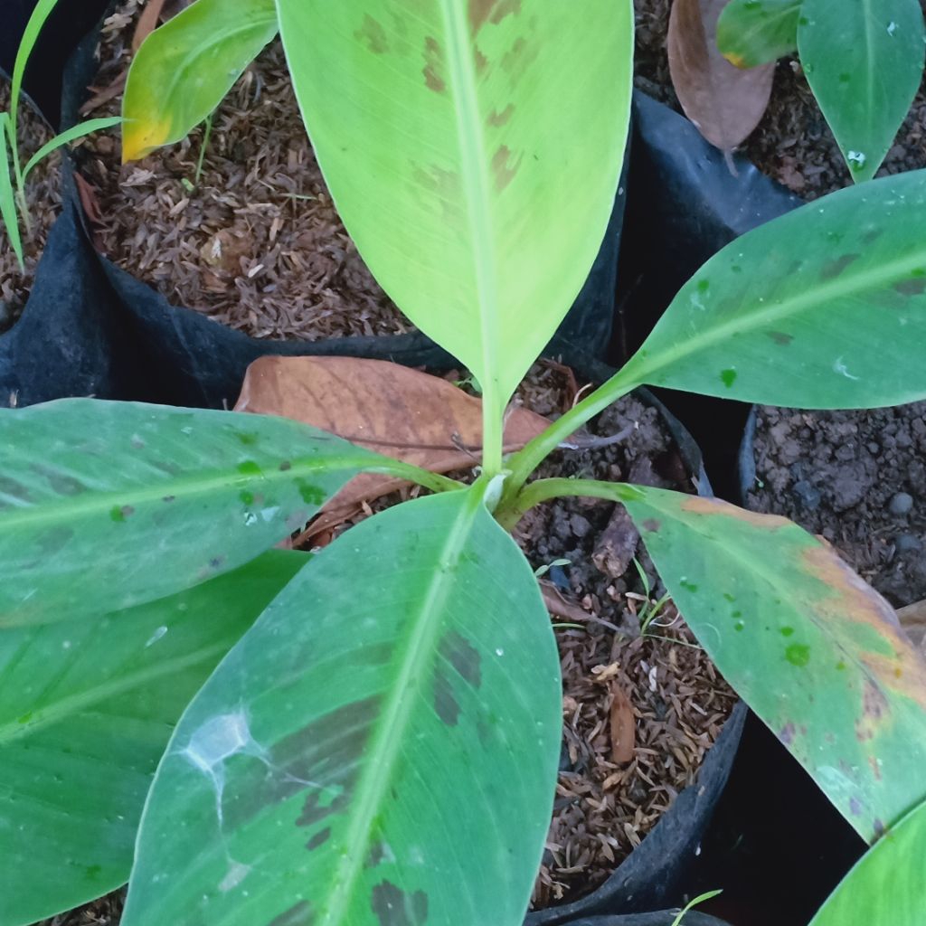 Bibit Pohon Pisang Ambon - Pisang Ambon