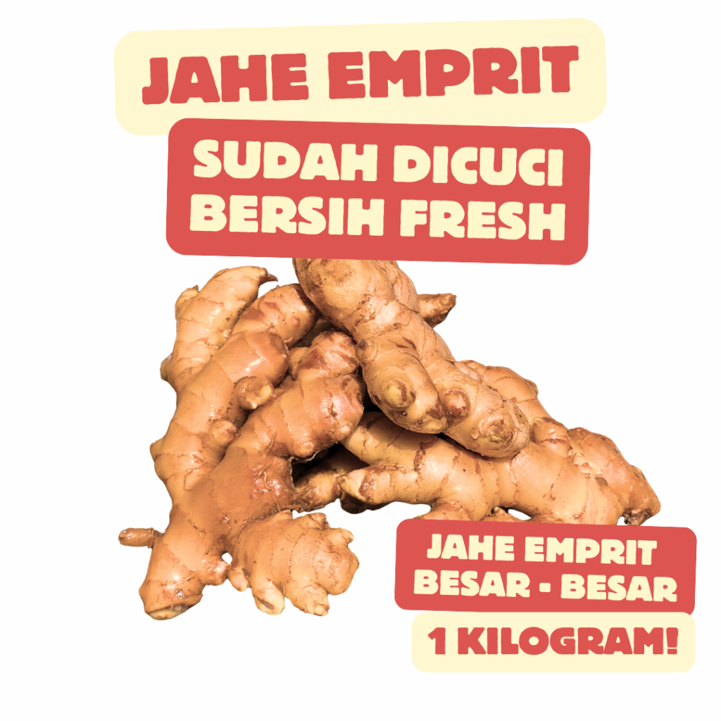 

Jahe Emprit Paris Asli Murni 100% Sudah Di Cuci Bersih | Jahe Pedas Kuat Alami Jahe Emprit Lokal