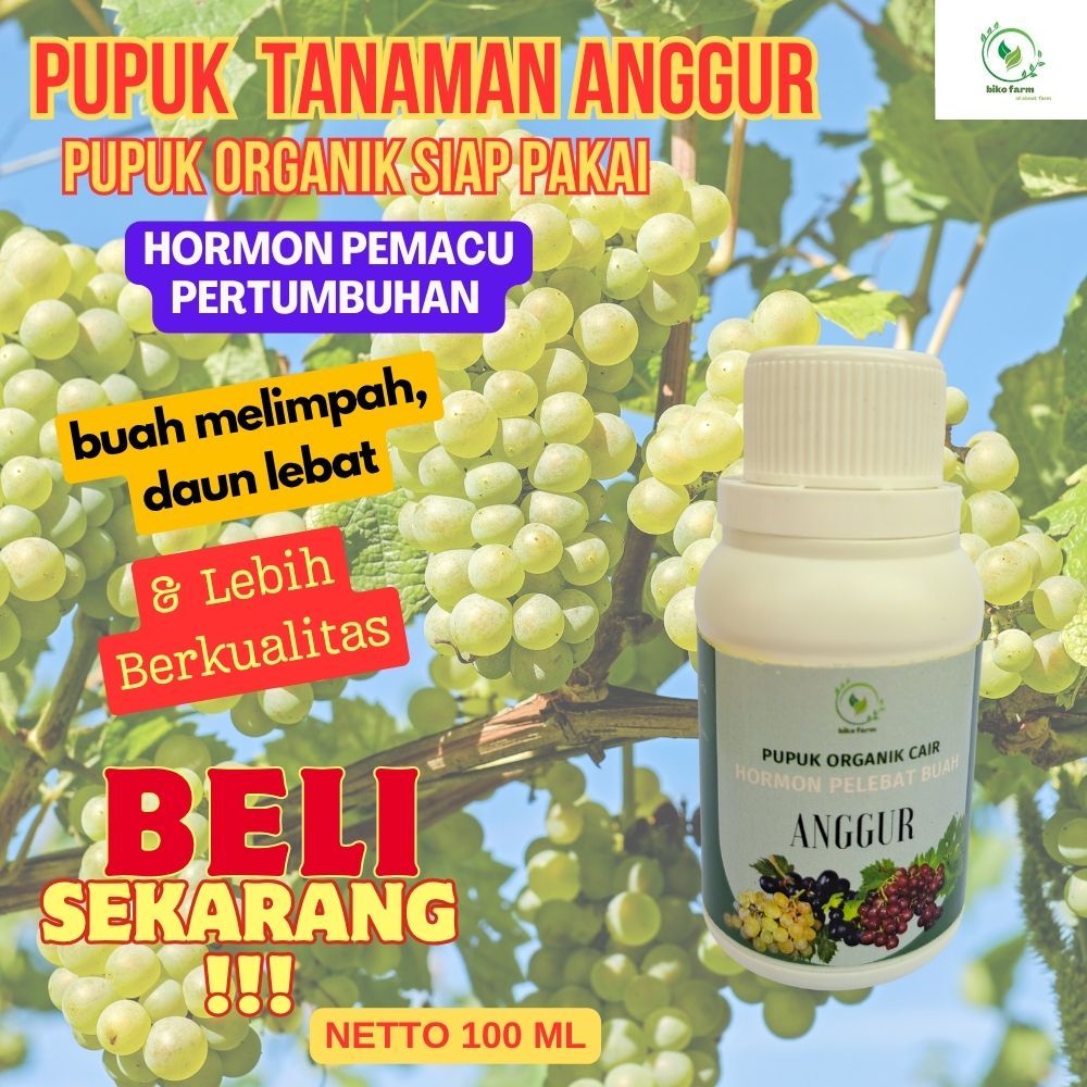 Pupuk Organik Cair Pelebat Buah Anggur. Pupuk Cair Prganik Penyubur Tanaman Anggur
