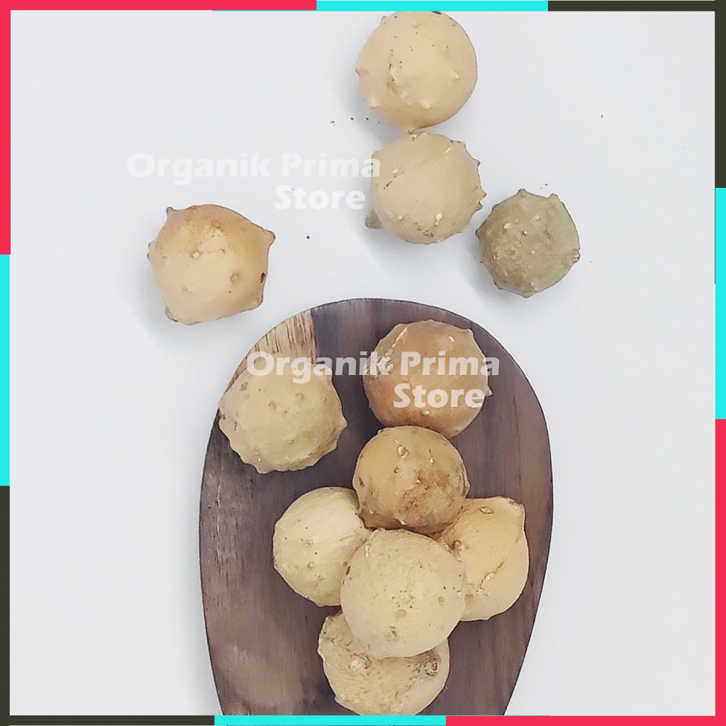 

Buah Manjakani Putih Kering 250gr Asli Bersih dan Organik