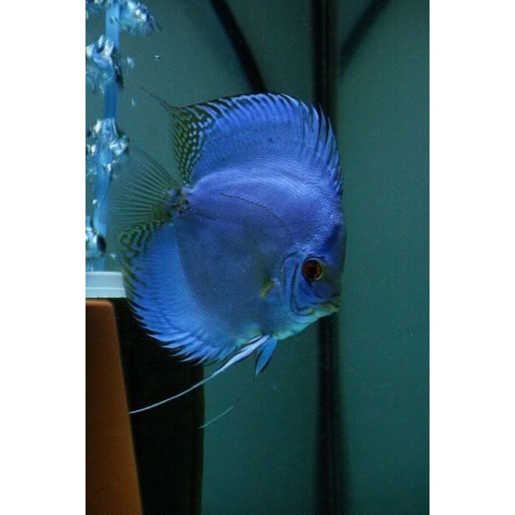 Discus Blue Cobalt / Ikan Hias Aquarium