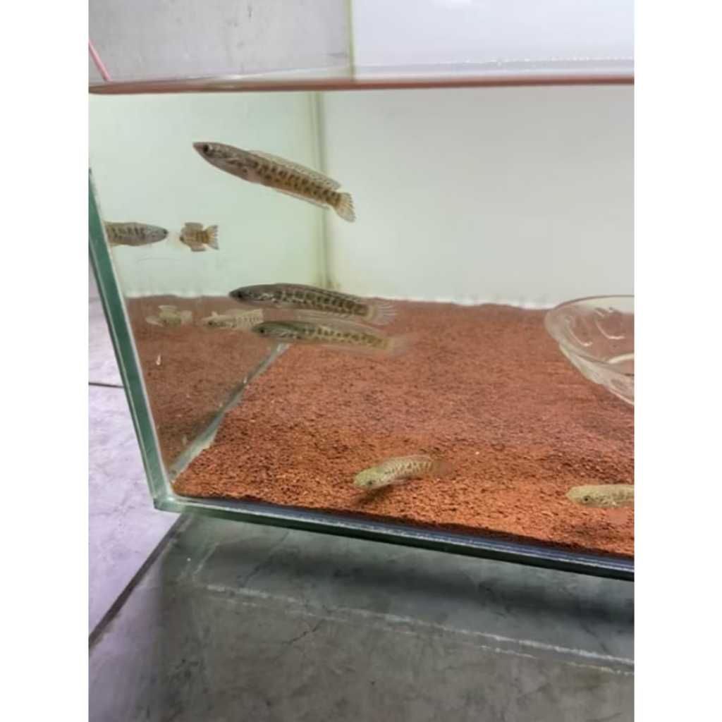 (Garansi)AURANTI PREMIUM