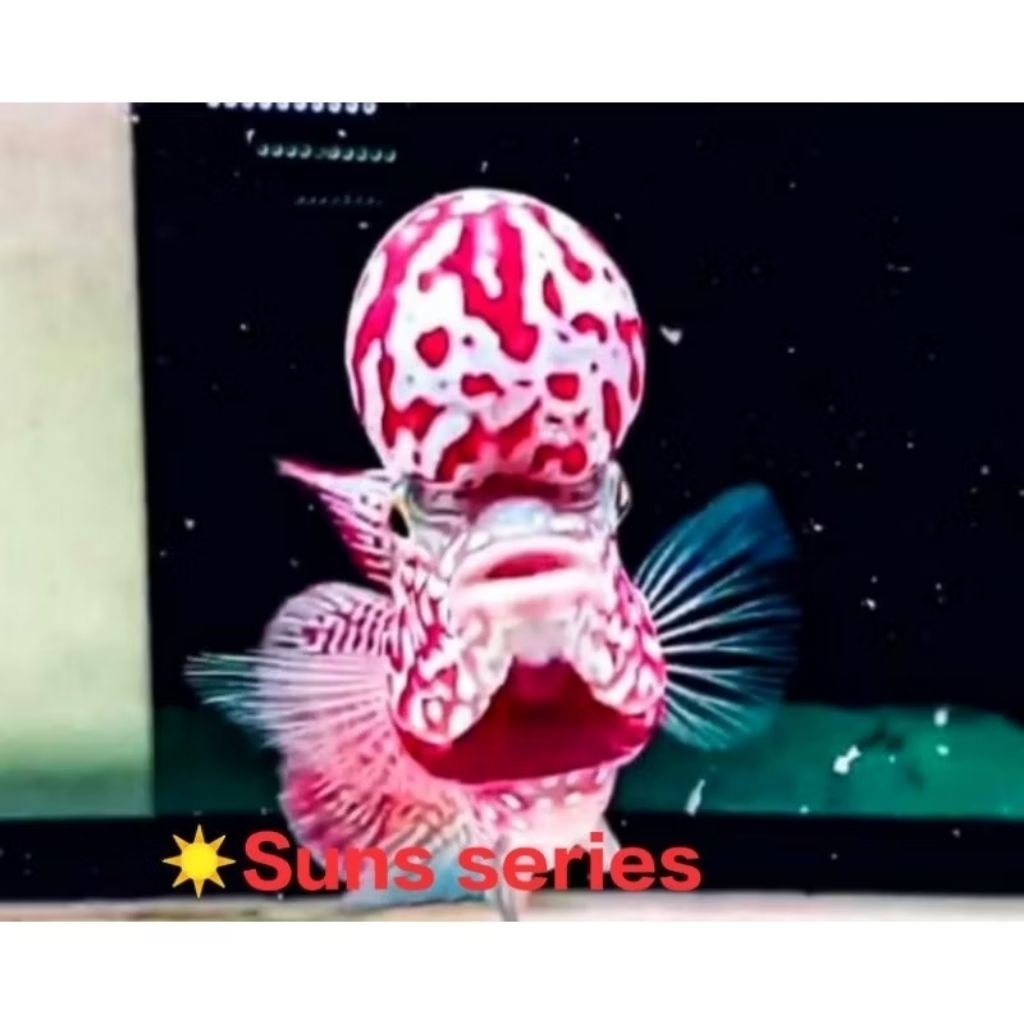 VIP Burayak Original King Kamfa 9.9 Super Red